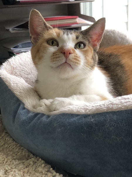 Entry image for Cannoli. Clicking this image will show a larger photo