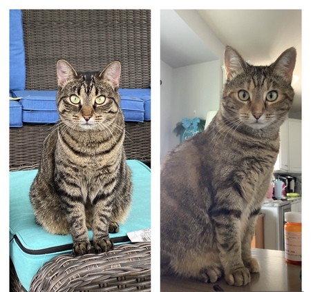 Entry image for Mia (left) and Bella (right). Clicking this image will show a larger photo