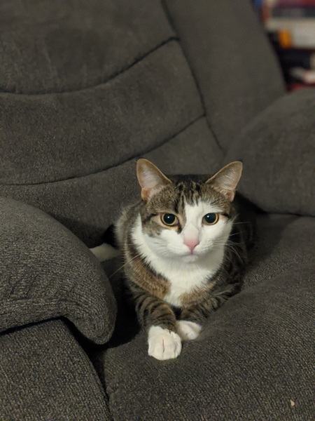 Entry image for Basil. Clicking this image will show a larger photo