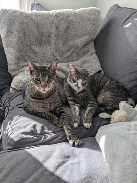 Entry image for Toulouse, Captain Kitty. Clicking this image will show a larger photo