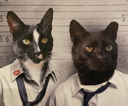 Entry image for Pepe & Jinx. Clicking this image will show a larger photo