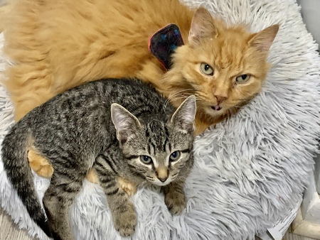 Entry image for Big Orange Bob. Clicking this image will show a larger photo