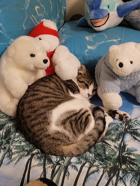 Entry image for Carolina. Clicking this image will show a larger photo