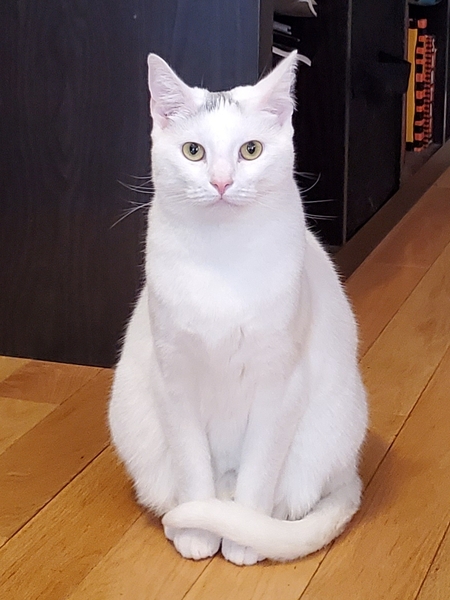 Entry image for Misty. Clicking this image will show a larger photo