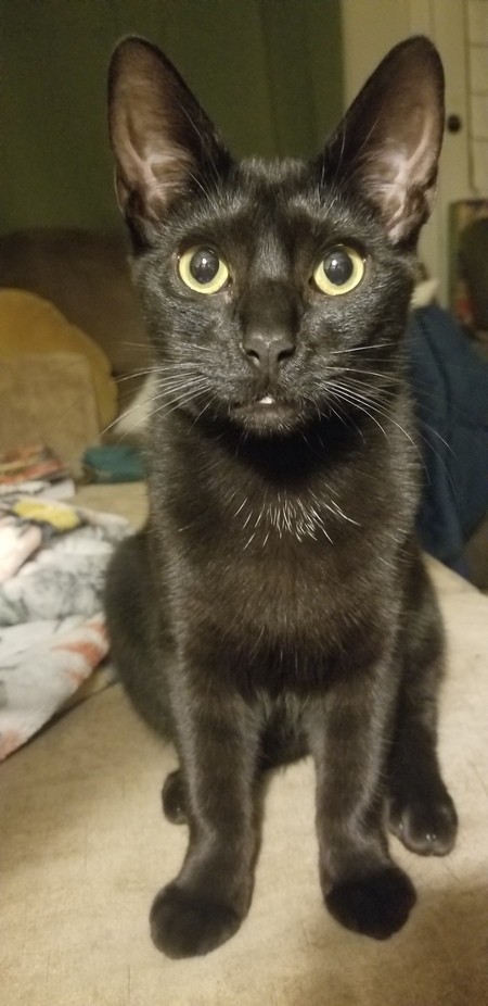 Entry image for Pepper Jacky. Clicking this image will show a larger photo