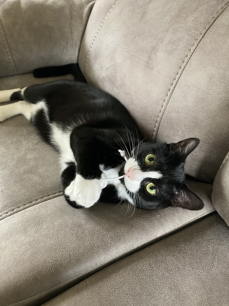 Entry image for Rosie . Clicking this image will show a larger photo