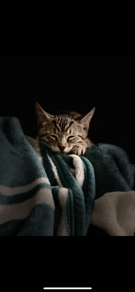 Entry image for Milo. Clicking this image will show a larger photo