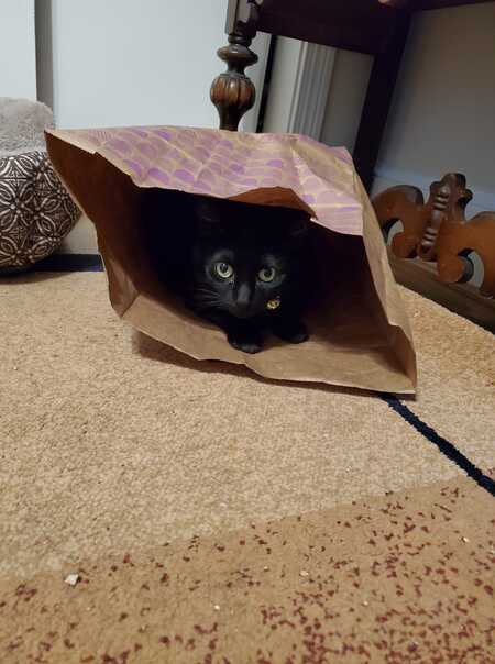 Entry image for Coal. Clicking this image will show a larger photo