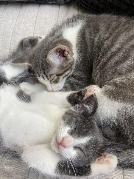 Entry image for Frankie and Gemma. Clicking this image will show a larger photo