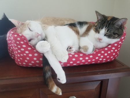 Entry image for Creamsicle and Pebbles. Clicking this image will show a larger photo