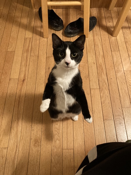 Entry image for Chloe. Clicking this image will show a larger photo