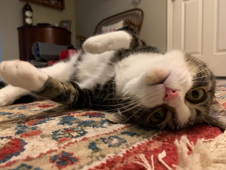 Entry image for Pretzel. Clicking this image will show a larger photo