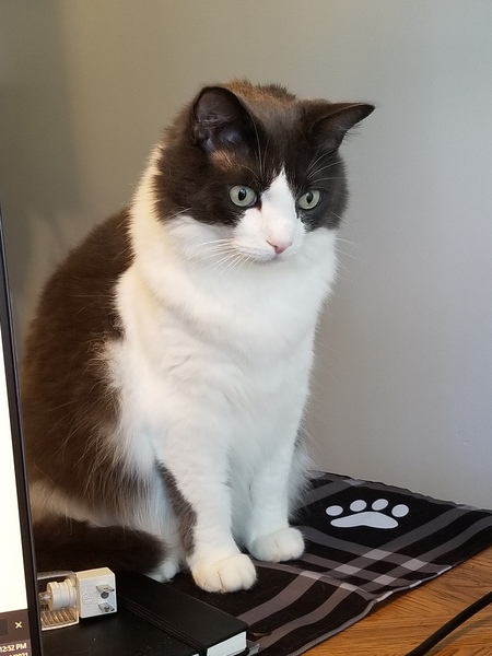 Entry image for Jax. Clicking this image will show a larger photo