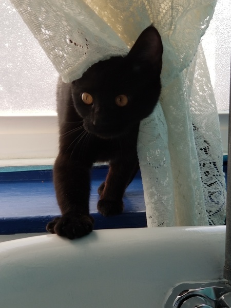 Entry image for Sage. Clicking this image will show a larger photo