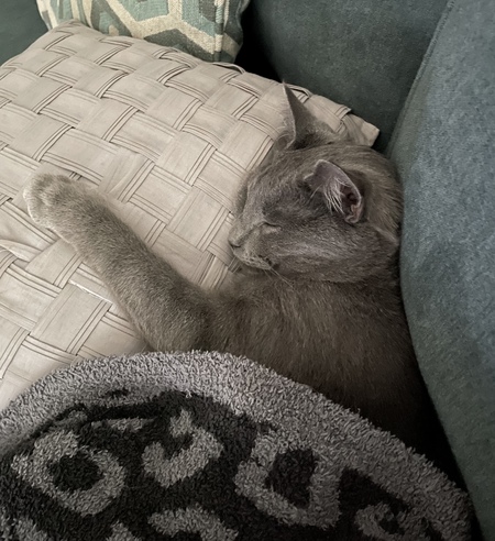 Entry image for Rhodey (formerly Jeremy). Clicking this image will show a larger photo