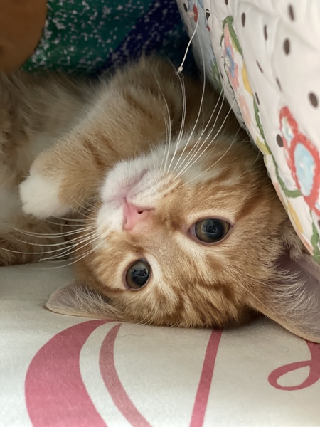 Entry image for Simi. Clicking this image will show a larger photo