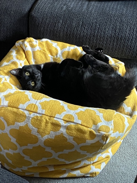 Entry image for Mr Buttons . Clicking this image will show a larger photo