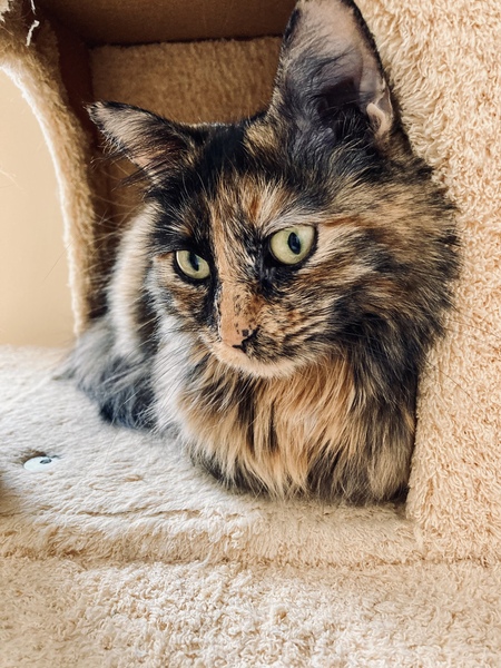 Entry image for Cinnamon Bun. Clicking this image will show a larger photo