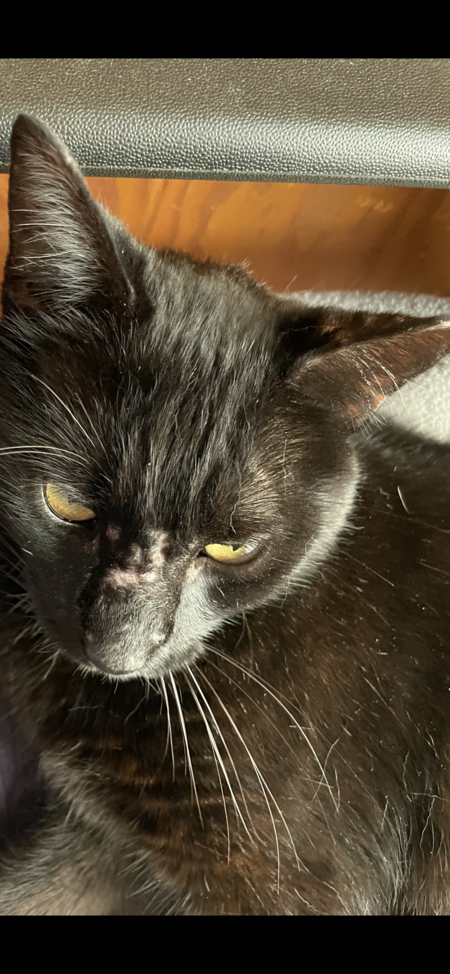 Entry image for Jack. Clicking this image will show a larger photo