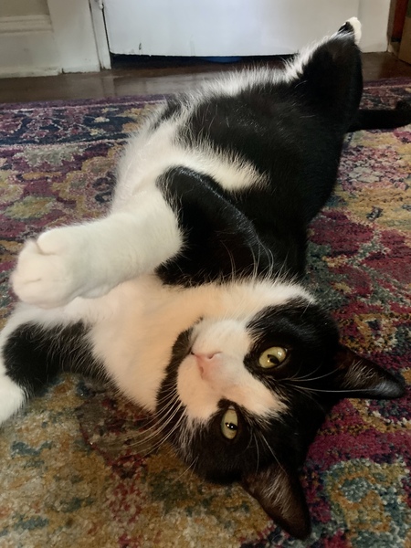 Entry image for Sebastian (sea bass). Clicking this image will show a larger photo