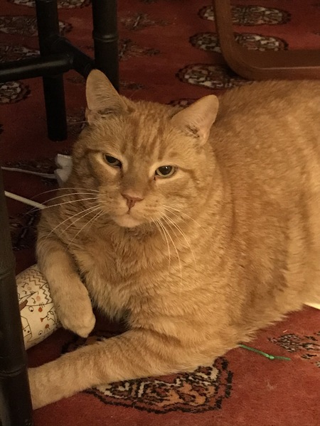 Entry image for Harley. Clicking this image will show a larger photo