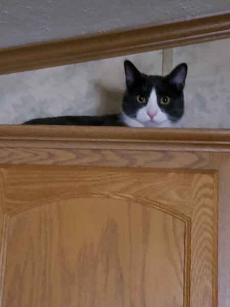 Entry image for Smokey. Clicking this image will show a larger photo