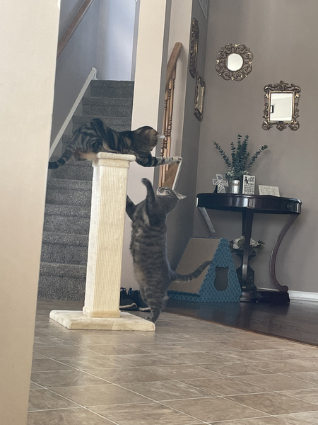 Entry image for Oliver and Copper. Clicking this image will show a larger photo