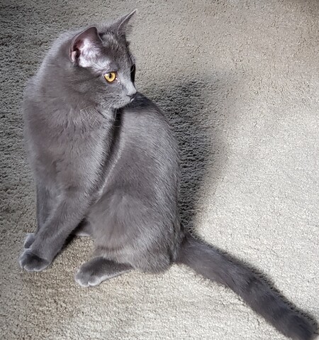 Entry image for Ash. Clicking this image will show a larger photo