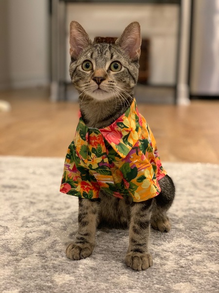 Entry image for Finn. Clicking this image will show a larger photo