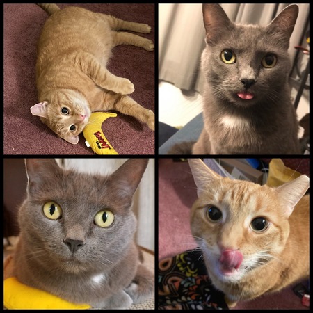 Entry image for Lady and Chance. Clicking this image will show a larger photo