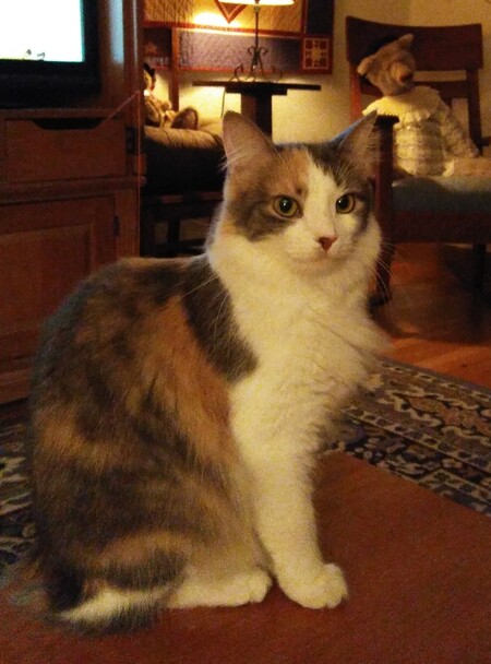 Entry image for Jessie. Clicking this image will show a larger photo