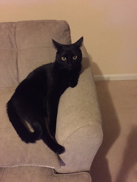 Entry image for Rio. Clicking this image will show a larger photo