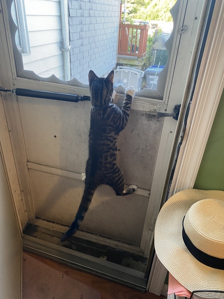 Entry image for Ozzie. Clicking this image will show a larger photo