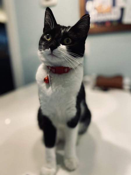 Entry image for Maisy. Clicking this image will show a larger photo