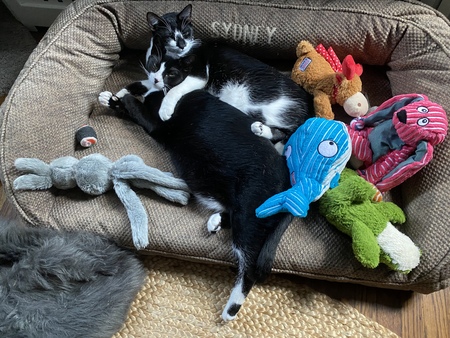 Entry image for Kimchi and Sake. Clicking this image will show a larger photo