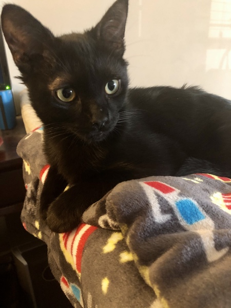 Entry image for Mochi. Clicking this image will show a larger photo