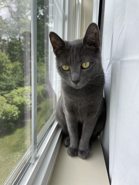 Entry image for Luna. Clicking this image will show a larger photo