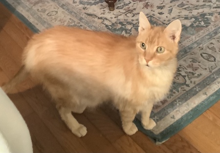 Entry image for Puma aka Jake. Clicking this image will show a larger photo