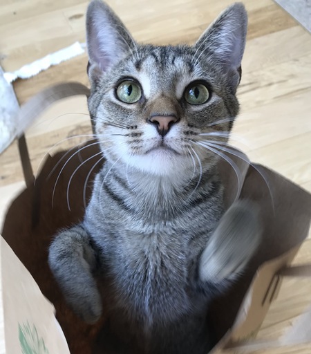 Entry image for Billy. Clicking this image will show a larger photo