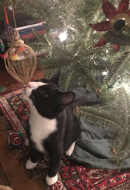 Entry image for Bennett. Clicking this image will show a larger photo