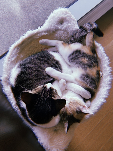 Entry image for Azula and Georgie. Clicking this image will show a larger photo