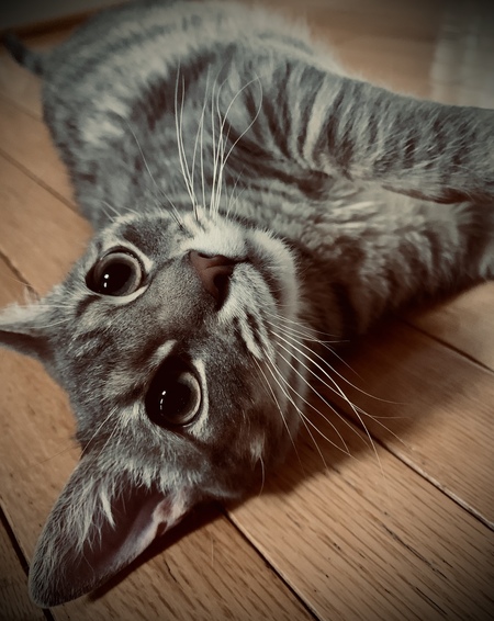 Entry image for Pepper. Clicking this image will show a larger photo