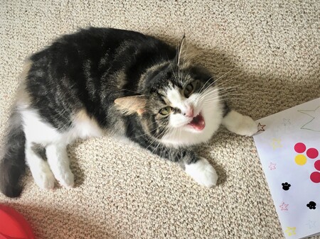 Entry image for Hannah. Clicking this image will show a larger photo