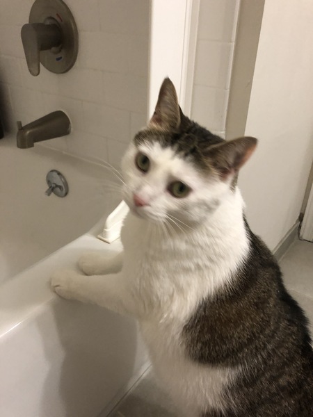 Entry image for Gia. Clicking this image will show a larger photo