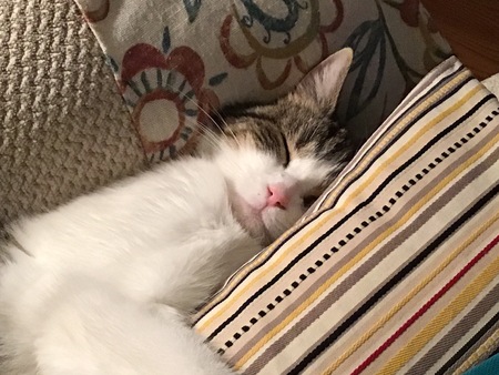 Entry image for Miss Daisy. Clicking this image will show a larger photo