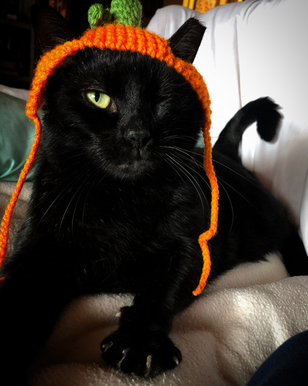 Entry image for Herman Grey (formerly Grayson). Clicking this image will show a larger photo