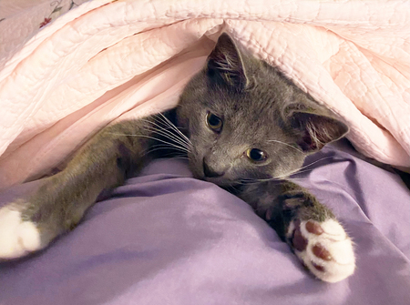 Entry image for Trixie (formerly known as Sheeba). Clicking this image will show a larger photo