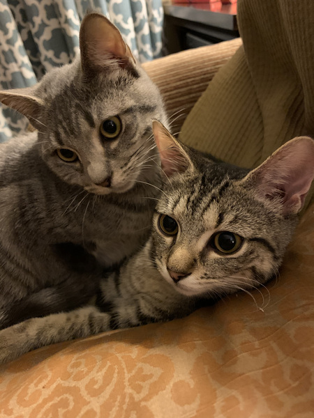 Entry image for Lulu and Tabitha. Clicking this image will show a larger photo