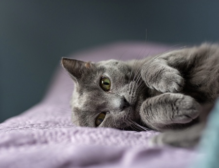 Entry image for Lark. Clicking this image will show a larger photo