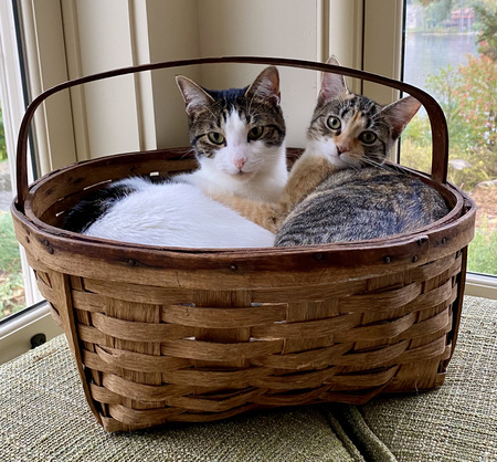 Entry image for Peter and Poppy. Clicking this image will show a larger photo